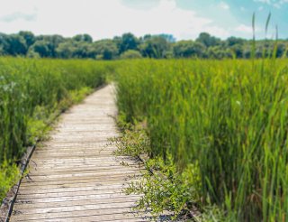 Vertrauensvoller Weg im Einklang mit der Natur – Fotocredit: Saubermacher Ein Holzsteg führt durch dichtes Schilf in einer naturbelassenen Umgebung. Symbolisch steht der Weg für Transparenz, Sicherheit und das verantwortungsvolle Vorgehen beim Datenschutz bei Saubermacher. Fotocredit: Saubermacher
