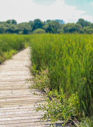 Ein Holzsteg führt durch dichtes Schilf in einer naturbelassenen Umgebung. Symbolisch steht der Weg für Transparenz, Sicherheit und das verantwortungsvolle Vorgehen beim Datenschutz bei Saubermacher. Fotocredit: Saubermacher