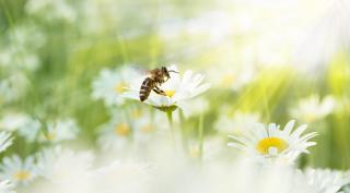 Weltbienentag Biene auf Blume